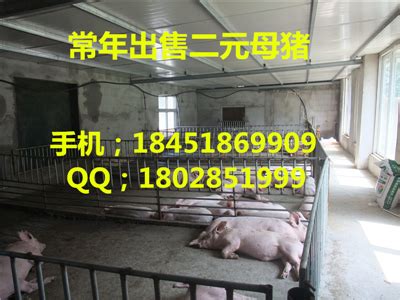 安阳市太湖猪保种场_哪里出售苗猪_江苏太湖猪育种场
