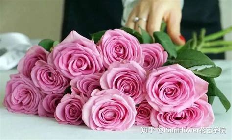 桃红雪山玫瑰,多头香槟玫瑰,红袖玫瑰_大山谷图库