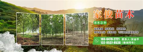 苗木树木种植基地绿化专业合作社设计图__室内广告设计_广告设计_设计图库_昵图网nipic.com