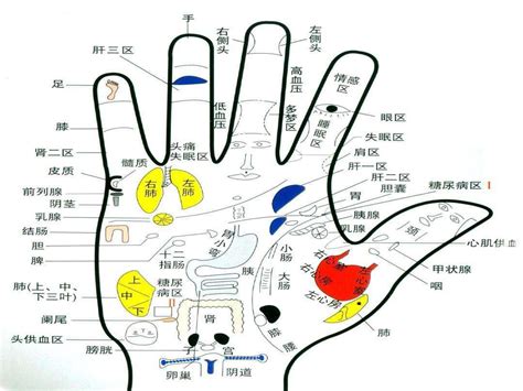 手诊高清手诊图图片