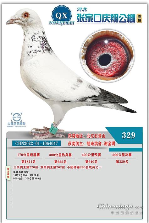 张家口庆翔公棚（春棚）图片查看-中国信鸽信息网各地公棚