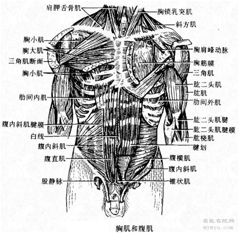 人体胸肌解剖示意图-人体解剖图,_医学图库