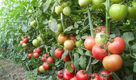 西红柿如何种植，有哪些管理方法？_浸种