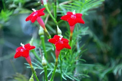最美的10种爬藤植物，养一棵就令人陶醉！_养花知识 - 花卉网