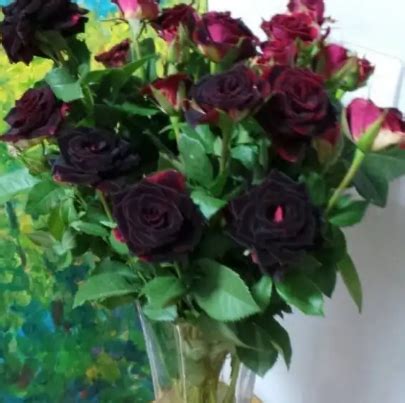 23种世上最黑最黑的花，盘点世上紫到发黑的花朵-美丽花