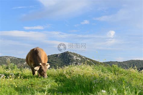 牛在绿草地上真实的自然构成高清图片下载-正版图片304416720-摄图网