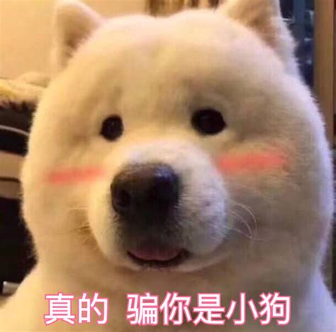 真的假的图片