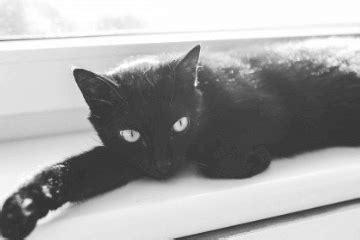 1只黑白猫咪|摄影|宠物摄影|佳佳拍照片 - 原创作品 - 站酷 (ZCOOL)