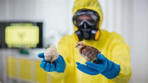 羽绒快讯 | 科学家警告，2022年的禽流感可能会成为一场“致命的灾难” - 羽绒金网