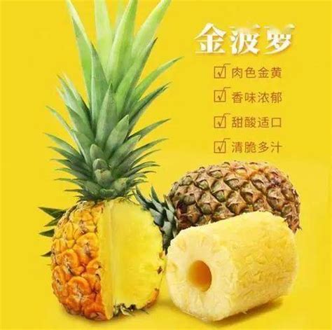 龙海程溪菠萝迎来收获季 产量低价格高果农喜乐-闽南网