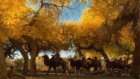 Image result for Ejina Desert Polar Forest 