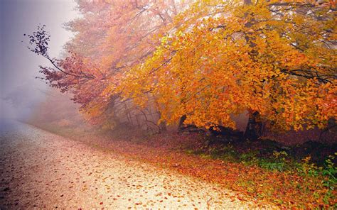 美丽的秋天树木摄影高清图片 - 爱图网