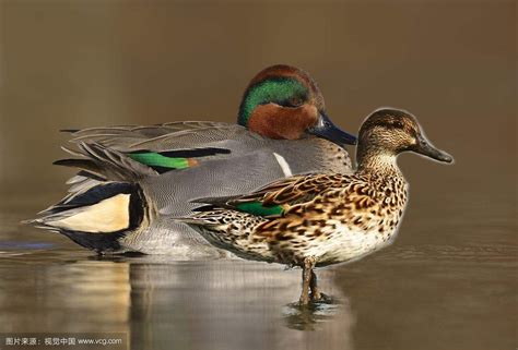 绿头鸭-甘肃湿地鸟类-图片