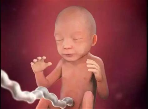 怀孕八个月真实胎儿图什么样（怀孕8个月，就快分娩了，你的胎儿宝宝发育成什么样了） | 说明书网