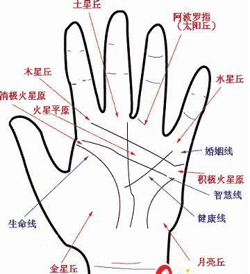 手掌各部位代表什么内脏-手相图解-免费看手相