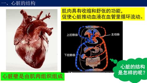 人教版 七下 4.4.3 输送血液的泵—心脏课件(25张PPT)-21世纪教育网