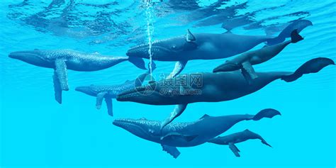 驼背鲸是一种社会很强的水生哺乳动物插画图片下载-正版图片402248241-摄图网