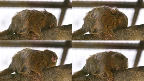 世界最小灵长类动物侏儒绒猴, 对着镜头各种摆拍|侏儒|灵长类动物|狨猴_新浪新闻