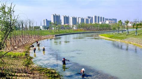 从“一湖九河”到全域水系治理——修复长江生态的“安庆实践”__凤凰网