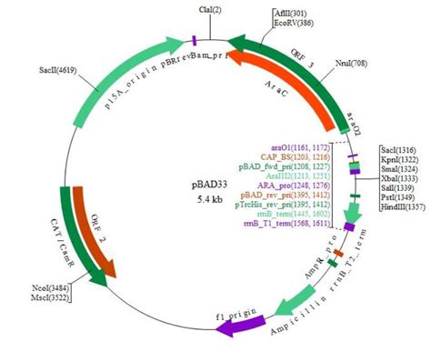 pGL4.13[luc2/SV40] 报告基因质粒 SV40启动子-质粒载体-ATCC-DSM-CCUG-泰斯拓生物