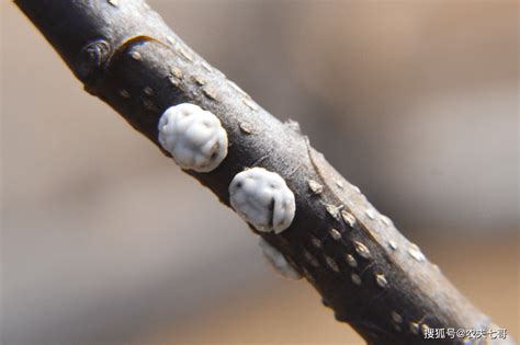 严寒季节，苹果树害虫如何越冬？实拍图片带你找到它们的藏身之地_枝干