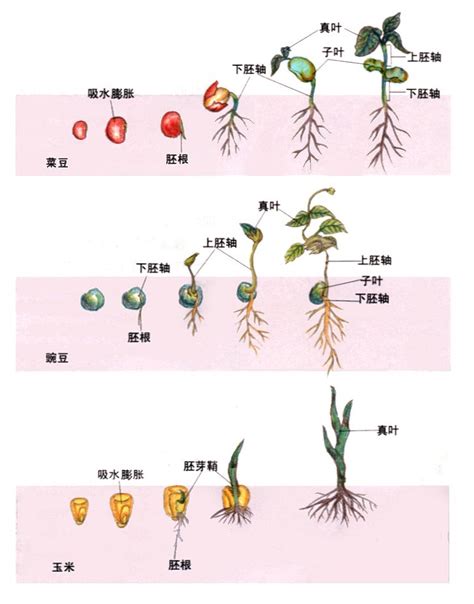 种子如何发芽 双子叶植物 它有两个胚叶（子叶）而单子叶只有一个