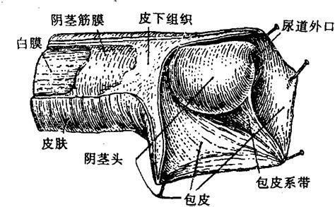 图270 阴茎包皮-人体解剖学-医学