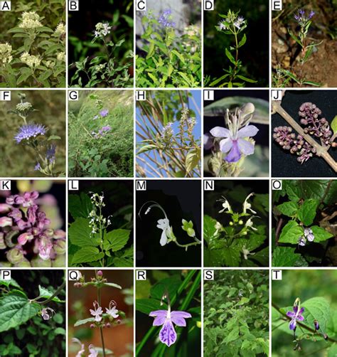 植物经典分类与植物多样性研究团队在唇形科筋骨草亚科系统学研究中取得重要进展----中国科学院昆明植物研究所