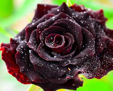 暖暖半岛 黑魔术 欧月经典红玫瑰切花月季阳… - 堆糖，美图壁纸兴趣社区