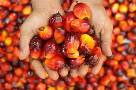欧盟为什么禁用棕榈油，棕榈油为什么不能吃 - 海淘族