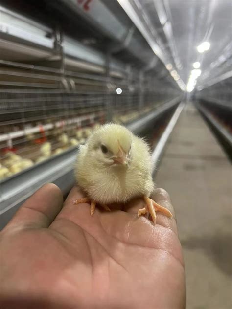 产蛋鸡的营养需要、预混料的正确使用-鸡类养殖-养殖技术网