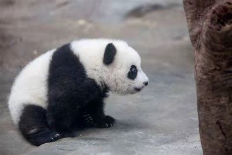“滚滚”百科｜你知道熊猫的“笑声”是怎样吗？