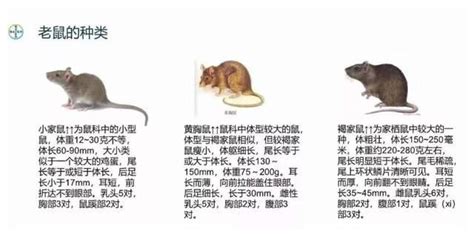 海南白腹鼠-标本图片库-武陵山区生物多样性综合科学考察