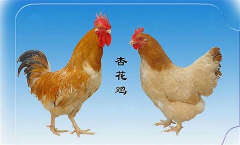 中国观赏鸡品种介绍，有些观赏鸡还可以食用 - 农服务