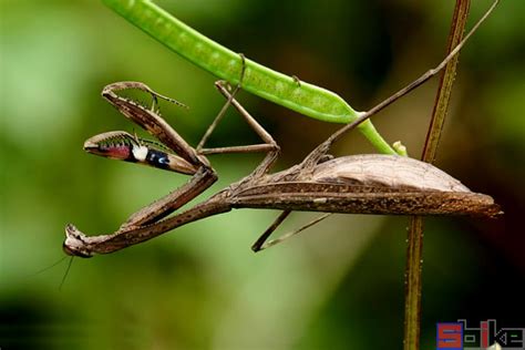 地球上的螳螂超过2千种，最大的超过20厘米，可以捕猎小型鸟类|螳螂|鸟类|捕猎_新浪新闻