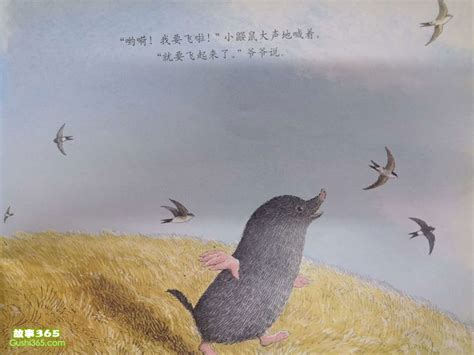 鼹鼠的音乐会图片