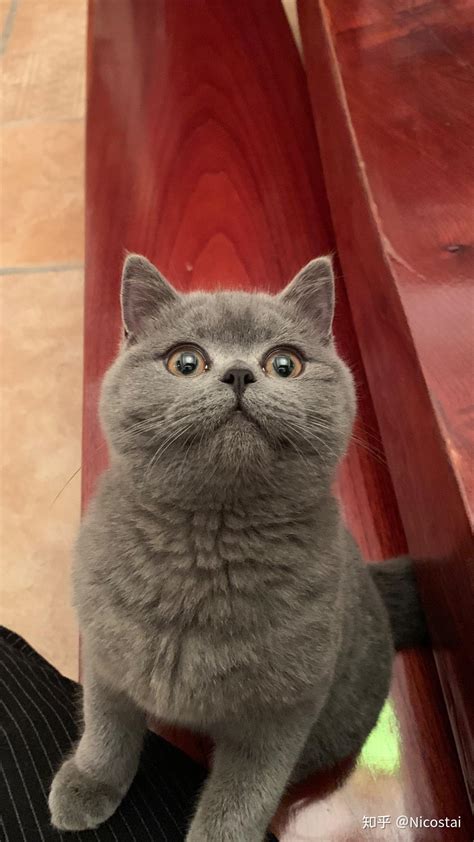 猫咪小科普：都是蓝猫，俄罗斯蓝猫和英短蓝猫到底有啥区别？