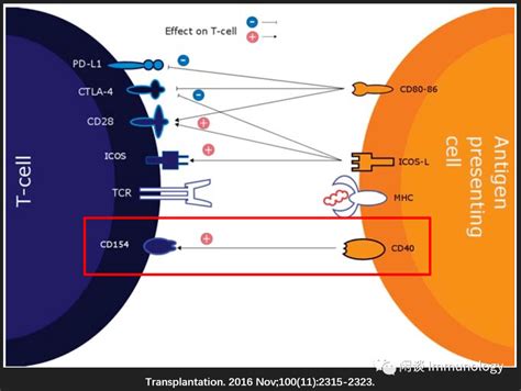 灭活疫苗可以引起树突状细胞DC通过MHC I途径激活初始CD8+T细胞吗？ - 知乎
