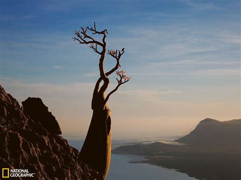 沙漠玫瑰在悬崖上顽强生长 - 神秘的地球 科学|自然|地理|探索