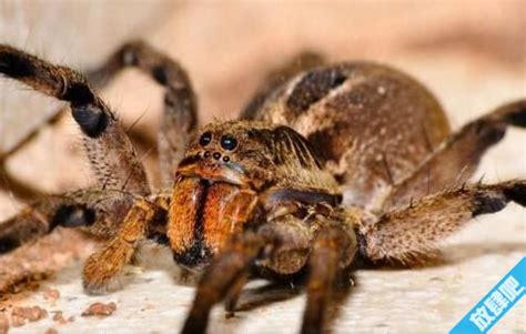 世界上最毒蜘蛛 可以释放出一种强力“神经毒素”|世界上|毒蜘蛛-社会资讯-川北在线