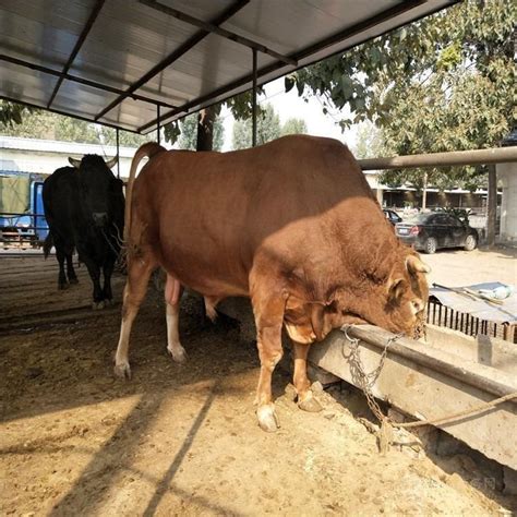 2022年还能养牛吗,农村养10头牛的牛棚,养牛怎么找销售渠道(第3页)_大山谷图库