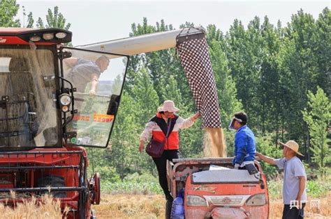 在希望的田野上·三夏时节：夏收进度加快 我国已收获小麦超3100万亩_河北新闻网