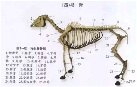 好的马匹是怎么看养马的效益如何北京哪里有迷你矮马养马场-阿里巴巴