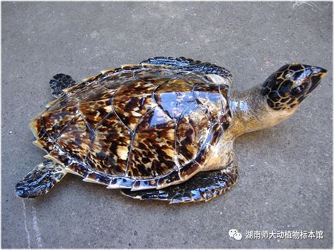 观赏龟养护之棱皮龟|水族品种-波奇网百科大全