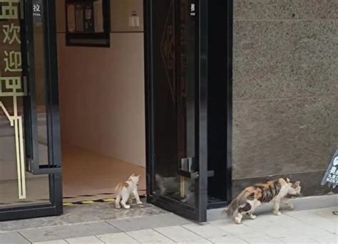 上海一男子被流浪猫绊倒，投喂者被判赔24万元！网友吵翻|原告|猫|流浪猫_新浪新闻