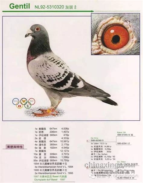 世界十大名鸽图片欣赏,的五大鸽系,名鸽超级种雌图片(第23页)_大山谷图库