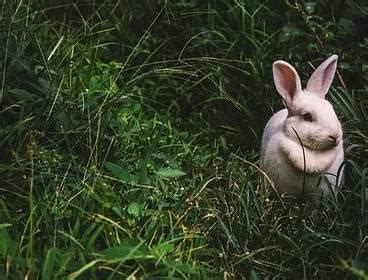 怀孕的人梦见白兔子是什么意思预兆 - 原版周公解梦大全