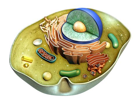 细胞结构 - 快懂百科