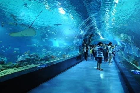 新加坡SEA海洋馆门票-新加坡天宇旅游