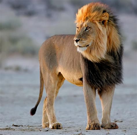lion是什么意思？什么样的狮子在母狮眼里是帅哥？ - 工作号